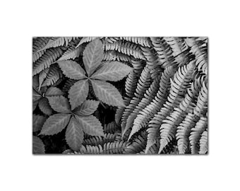 Botanical Beauty Black and White Art Print Fern Zen Atmosphere Wabi Sabi Serene Calm Peaceful Meditation Wall wall art nature photograph