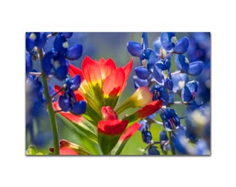 May include: A close-up of red and yellow Indian Paintbrush flowers blooming in a field of blue Texas Bluebonnets.