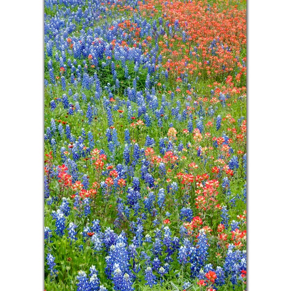 Fields of Texas Wildflowers Indian Paintbrush and Texas Bluebonnet Bluebonnet Photo Decor, Wall Art Red and Blue Fine art Photo nature print