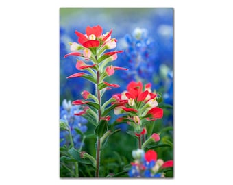 May include: A close-up of red and white Indian Paintbrush flowers blooming in a field of bluebonnet wildflowers.