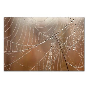 May include: A close-up of a spider web covered in dew drops. The web is a delicate, intricate pattern of threads, and the drops of water sparkle in the sunlight.