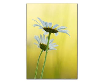 Reaching the Light Photograph of Daisy Flowers Wall Art White, Yellow and Green Tones Fine art Photo decor floral nature print