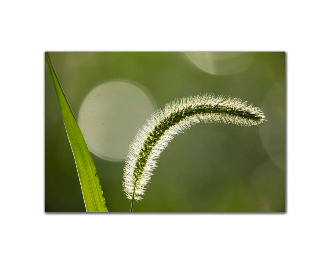 Covered in Dew Patterns in Grass Fine Art Print Photograph Green Tones ...