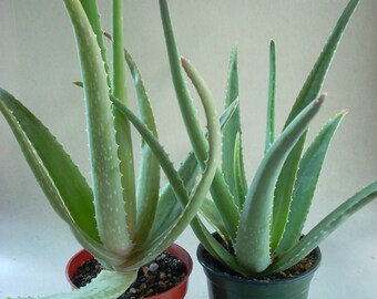 Aloe Vera Plant Etsy