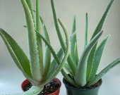 2 Aloe vera Plants Medicinal Live Potted