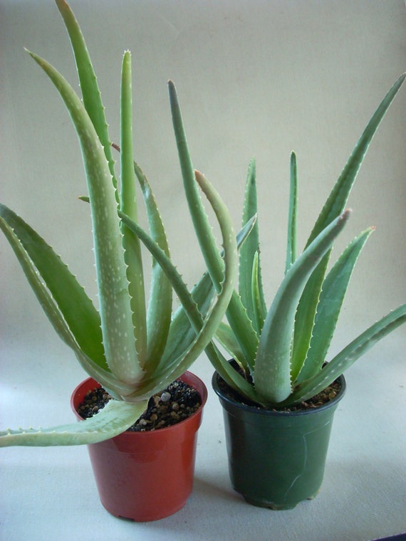 Aloe Vera Plant Medicinal Live Potted Etsy