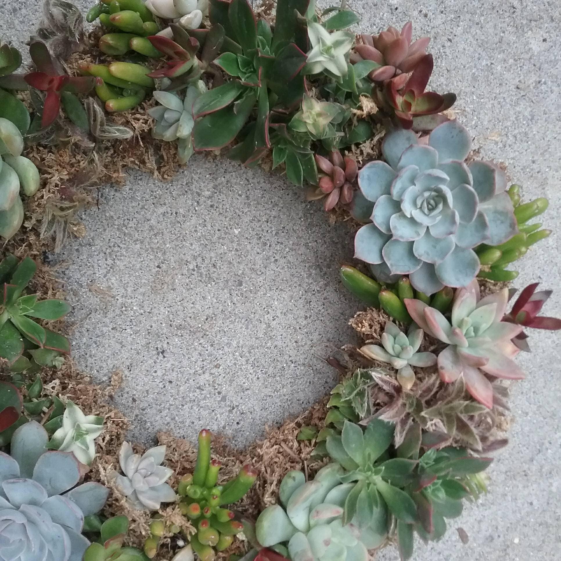 Live Succulent Wreath Centerpiece 12"-13" diameter