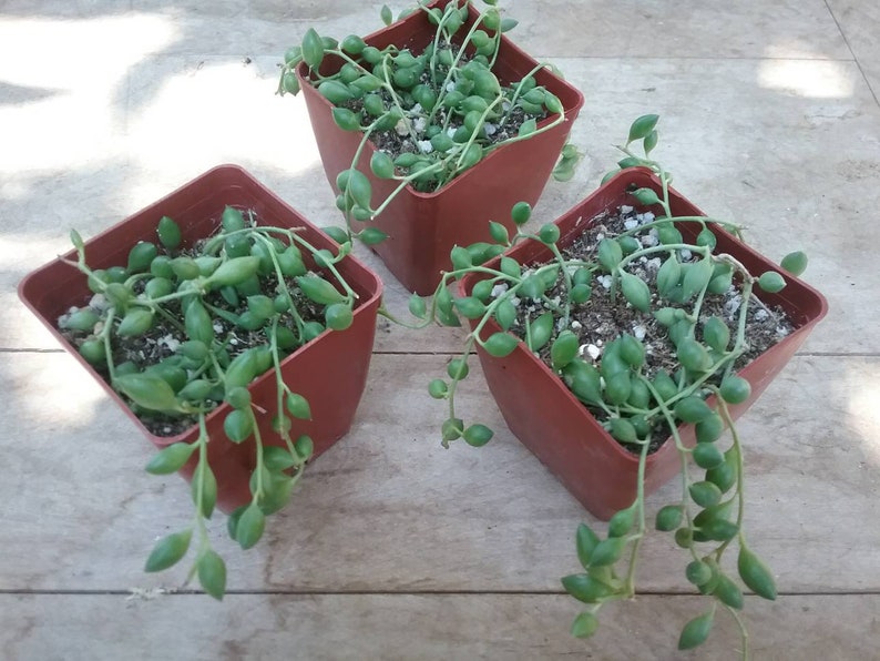 Raindrop String of Pearls Succulent Plant Live Potted Etsy