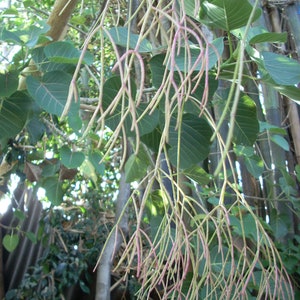 Rain Forest Jungle Cactus Live Rhipsalis baccifera 'Red Thread'