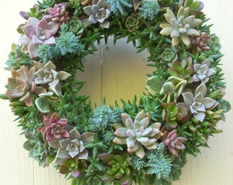 Succulent Wreath Live 13 inch diameter