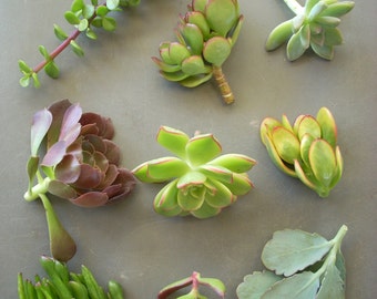 Succulent Cuttings Live Gift Box Holidays Birthdays Parties