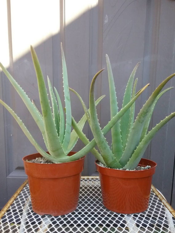 Large Aloe vera Plant Medicinal Live Potted Etsy