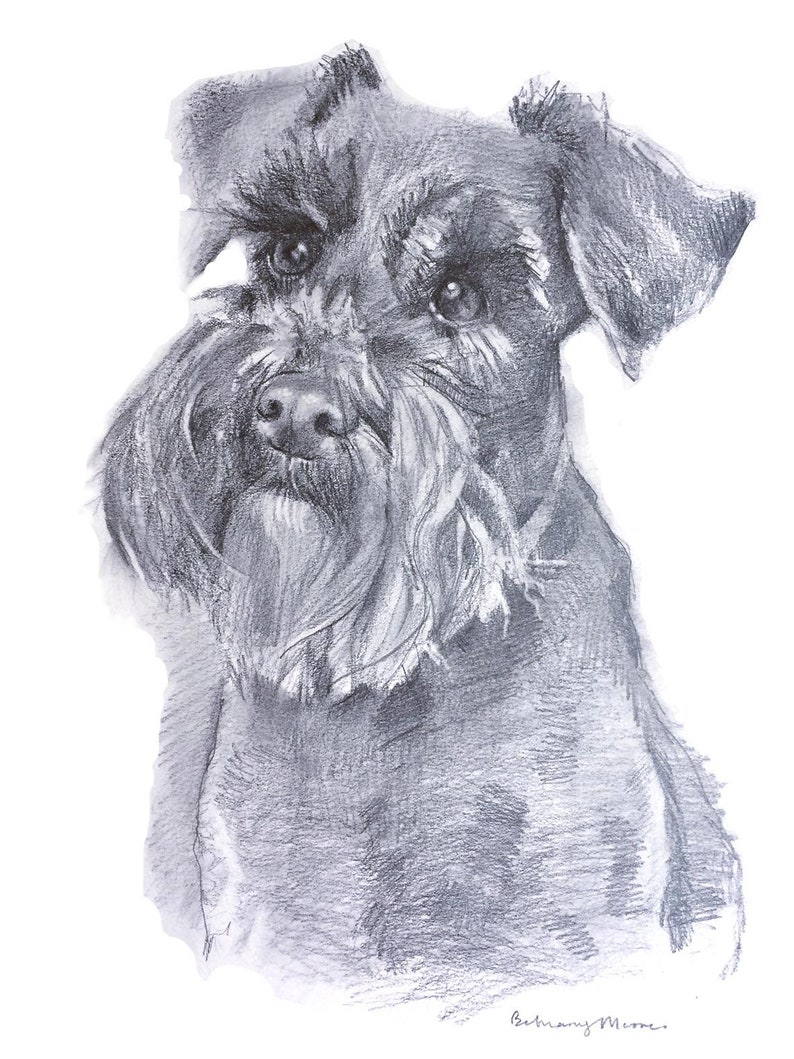 Cute Pencil Drawing Sketching Dogs Schnauzer with simple drawing