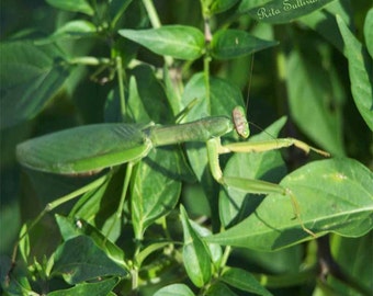 Praying Mantis1-Nature's Camouflage 5X7 Instant Download