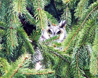 Instant Download, Natural Owl Portrait  Photography - 16 x 20