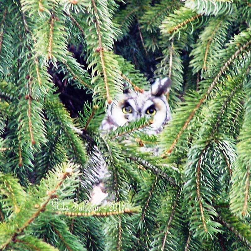 Instant Download, Natural Owl Portrait  Photography - 16 x 20