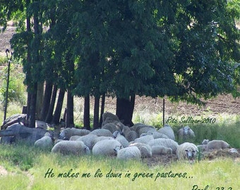 Sheep In Shaded Pasture, Instant Download 20 X 16