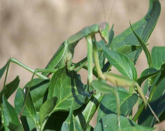 Praying Mantis2-Nature's Camouflage 5X7 Instant Download