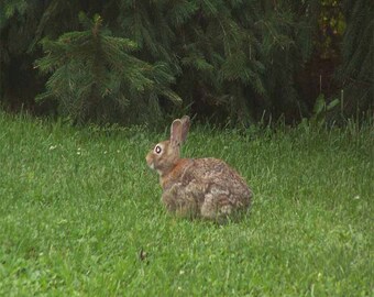 Rabbit, Pretend I Am A Statue, 8 X 10 Instant Digital Download