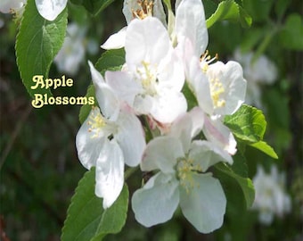 Apple Blossoms 8 X 10 Instant Digital Download