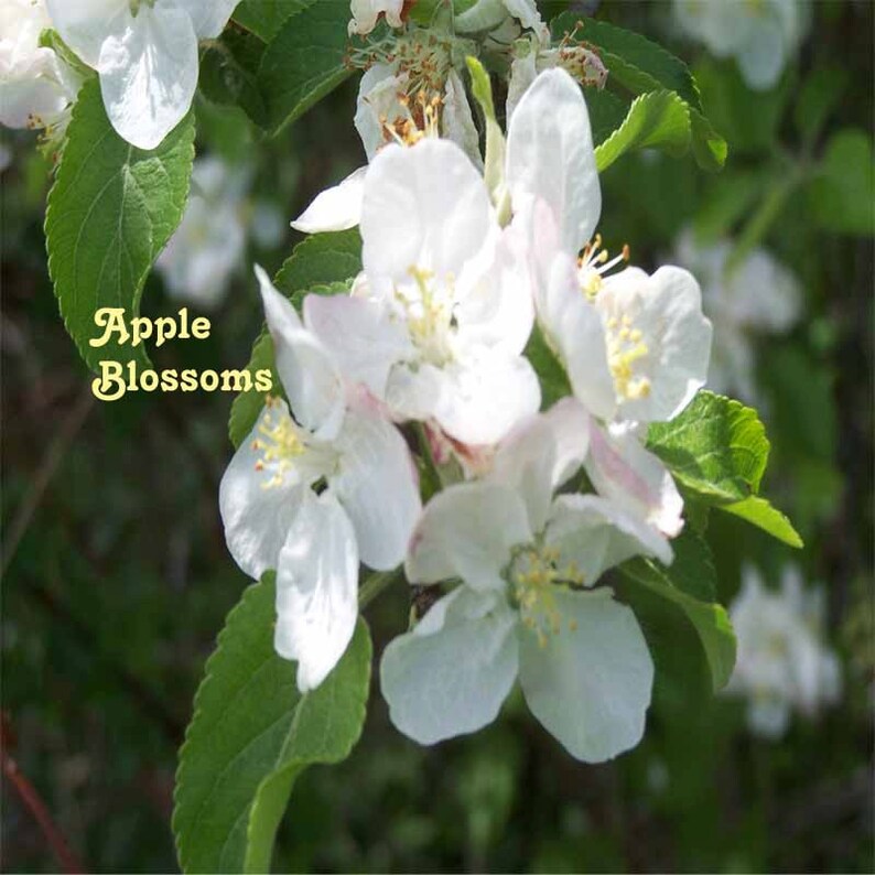 Apple Blossoms 8 X 10 Instant Digitale Download afbeelding 1