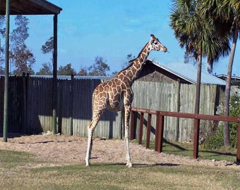 Giraffe Snack Time 5 X 7 Instant Download