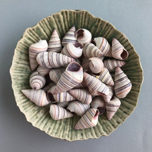 Natural Pin Striped Nautilus Shell Beads, 14PCS