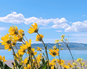 Bear Lake Yellow Flowers-  Landscape Utah Photography print