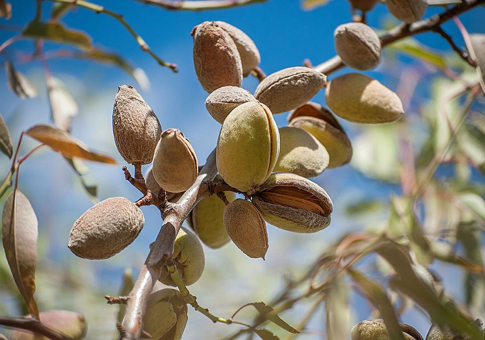 Bitter Almond Tree 10 Seeds Prunus dulcis Var. Amara Etsy