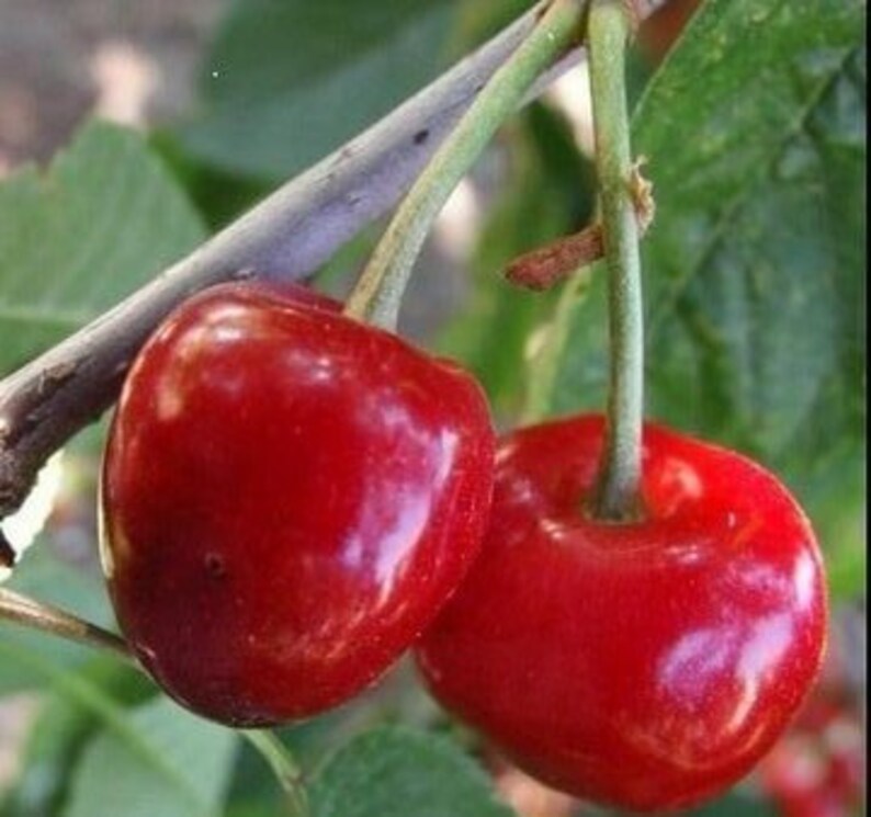 Sour Cherry Tree Prunus cerasus 20 Seeds Anatolian Etsy