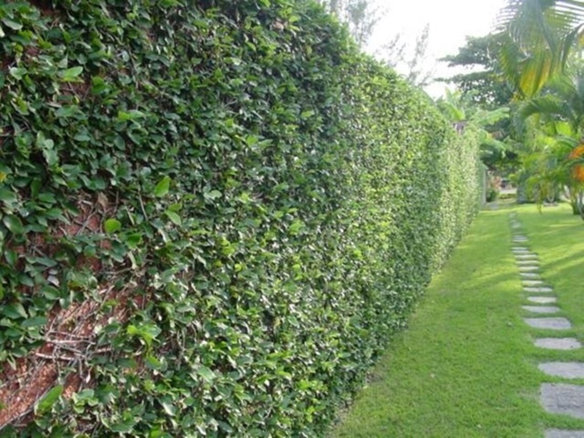 Ivy Seeds English Ivy Seeds Hedera Helix 100 Seeds Etsy