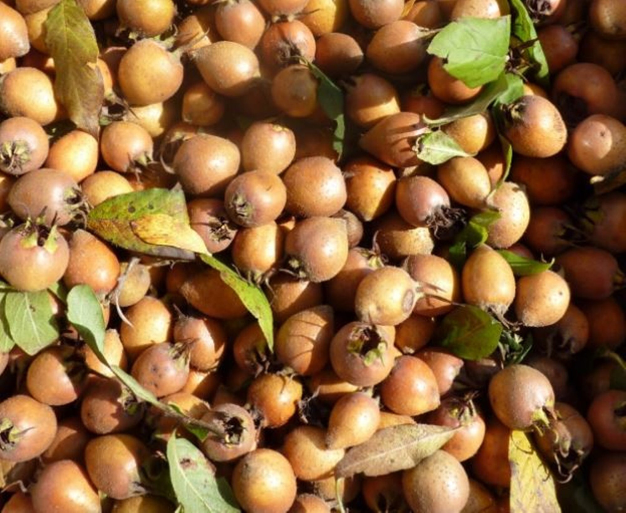 Common Medlar Seeds Real Medlar Seeds,Mespilus Germanica Forgotten Fruit Common Medlar Seeds Real Medlar Seeds,Mespilus Germanica Forgotten Fruit