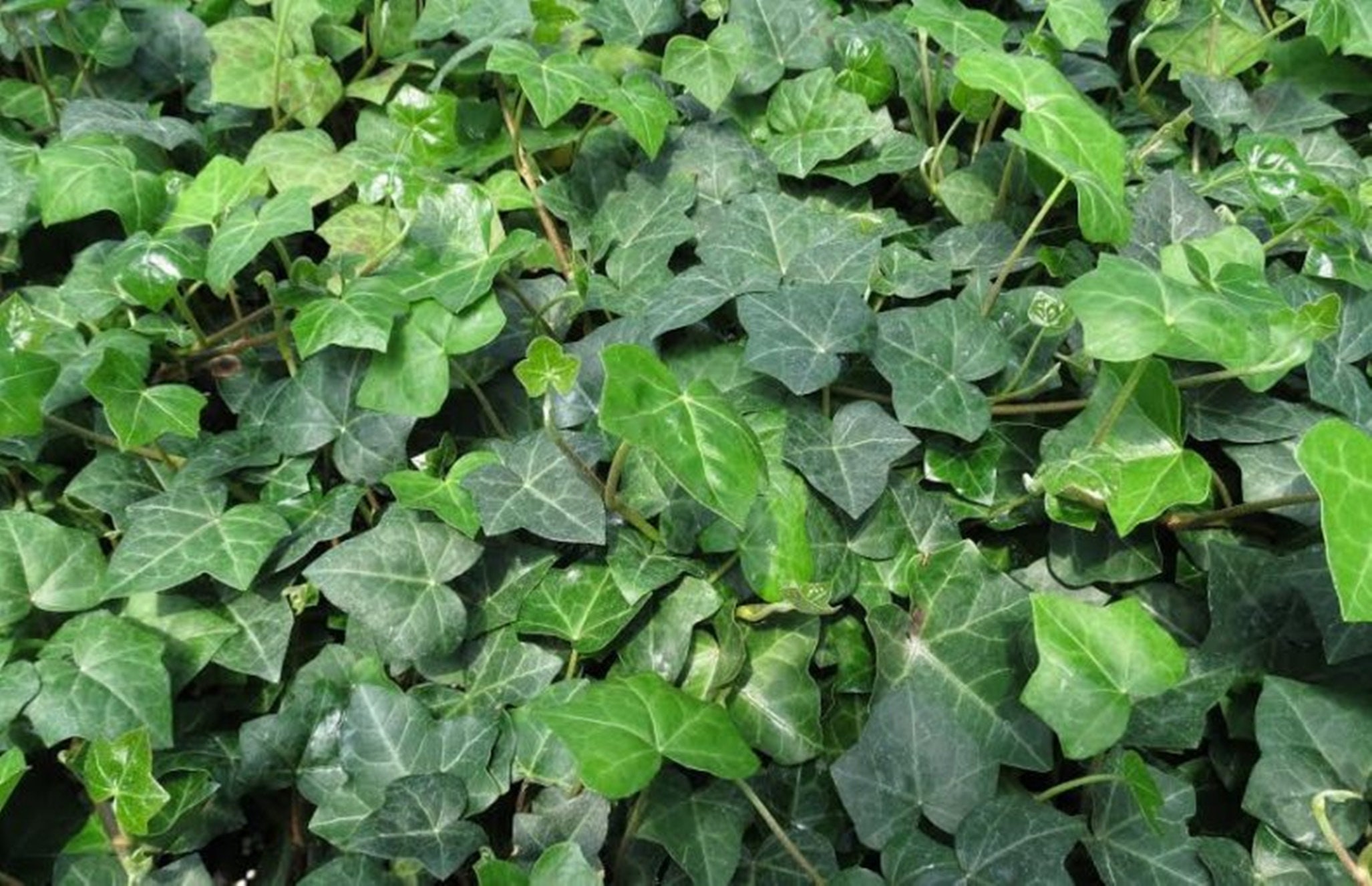 Ivy Seeds English Ivy Seeds Hedera Helix 100 Seeds Etsy Canada