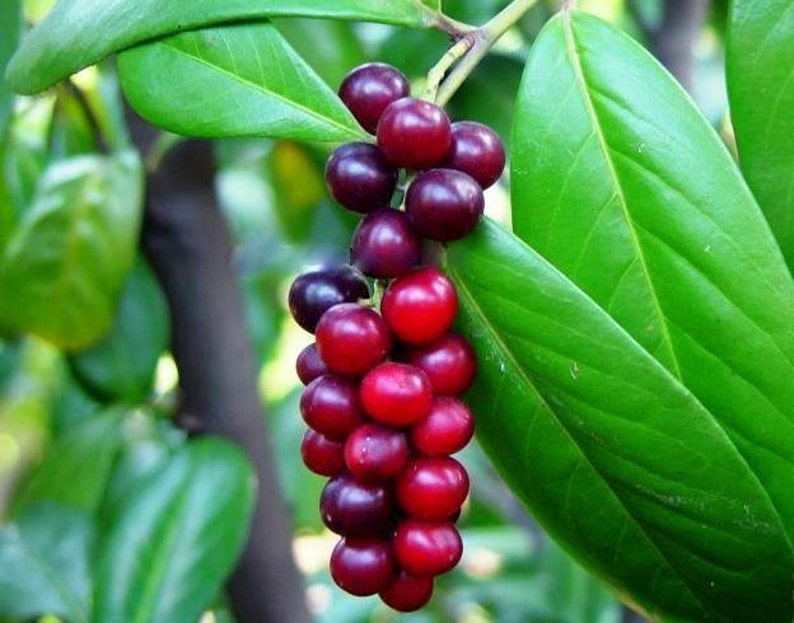 Cherry Laurel Tree English Laurel Tree 30 Seeds Prunus  Etsy