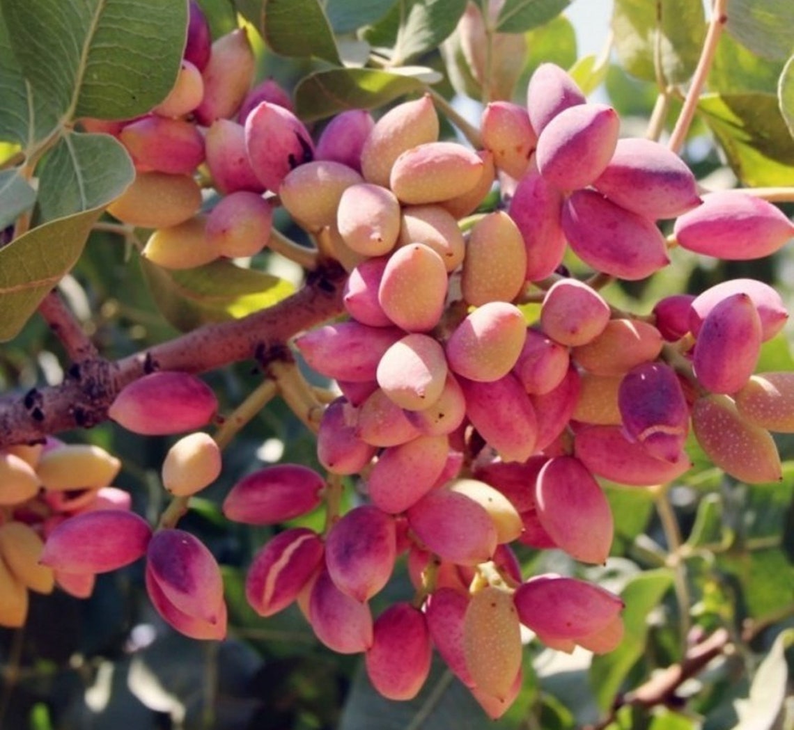 Pistachio Tree Pistacia Vera 20 Seeds Terebinth Tree Etsy