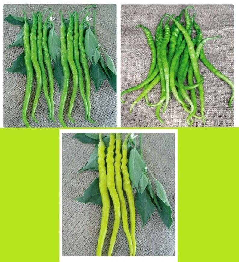 Semi Di Pepe Lungo Pepe Di Sivri 3 Tipi Di Semi Di Pepe Etsy