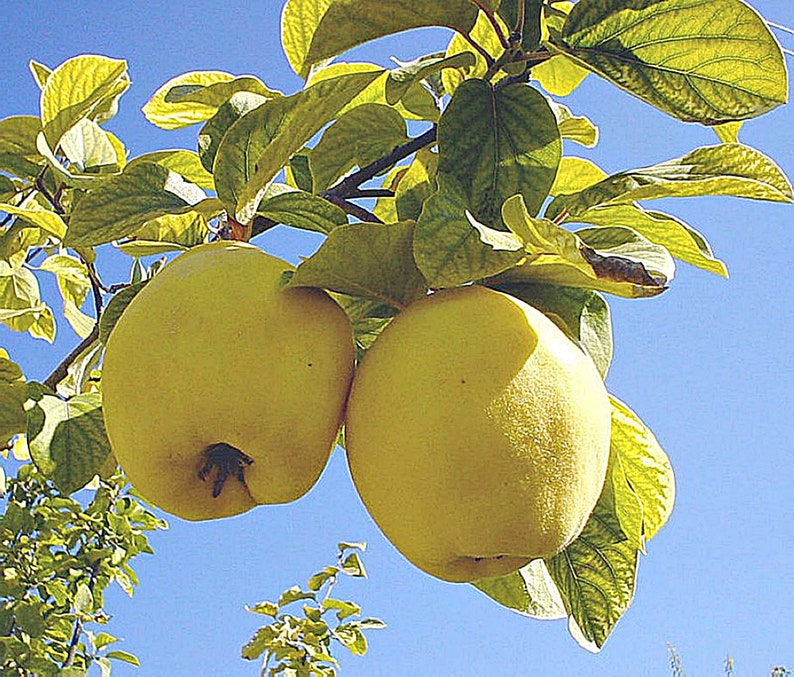 Quince Tree 15 Seeds Cydonia oblonga Rare Fresh Etsy