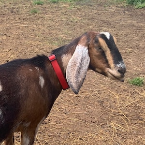 Adjustable Quick Side Release Goat Collar, 3/4&quot; Wide Biothane Waterproof Goat Collar, Custom Colors & Sizes
