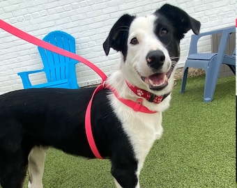 Convertible Slip Dog Leash, 5/8" Wide Biothane Waterproof Dog Slip Lead, Converts Into a No Pull Harness or a Head Halter!