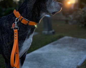 May include: A black and white dog with an orange collar and leash stands on a concrete path, looking towards the setting sun. The dog is in a grassy area with trees in the background.