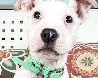 Small Dog Collars