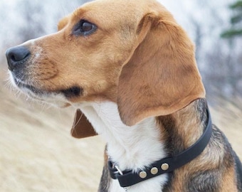 1/2" Wide Tag Dog Collar, Add Your Dog's Name, Biothane Waterproof House Collar, Custom Colors & Sizes