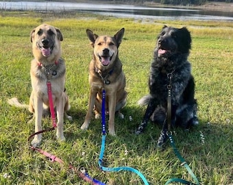 Puede incluir: Tres perros con correa, sentados en un campo de hierba. Los perros son un perro marrón claro, un perro marrón y blanco y un perro negro y blanco. Las correas son de diferentes colores: rosa, azul y verde.