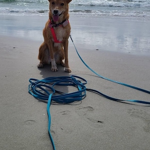 May include: A medium-sized, light brown dog with upright ears sits on a sandy beach, wearing a red harness. A blue leash is coiled on the sand in front of the dog. The background shows the ocean under a cloudy sky.