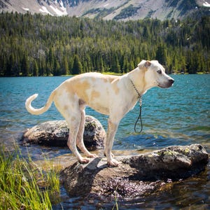Leash Handle, 5/8&quot; Wide Biothane Waterproof Leash Handle, 11&quot; to 14&quot; Loop, Traffic Leash, Traffic Handle, Custom Color & Snaps