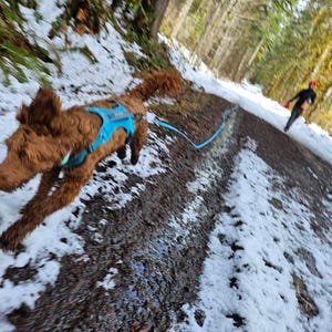 May include: A brown dog wearing a blue harness and leash runs down a snowy path. A person in black clothing and a red hat is walking in the distance. The scene is set in a forest with snow on the ground.