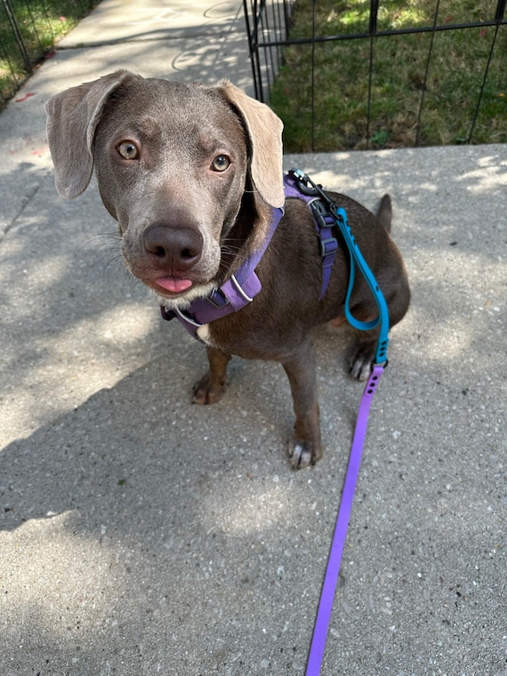 hands free bicycle dog leash