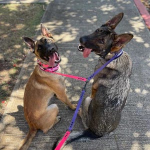 May include: Two dogs on leashes, one brown and one gray, are walking down a sidewalk. The brown dog is wearing a pink collar with the word "Silence" on it. The gray dog is wearing a purple collar.