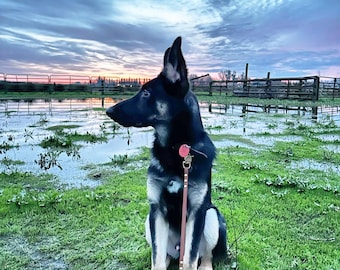 デラックス調節可能犬用リーシュ、幅 5/8 インチの Biothane 防水ハンズフリー リーシュ、カスタム カラーとスナップ - スチール、真鍮、ステンレスなど!
