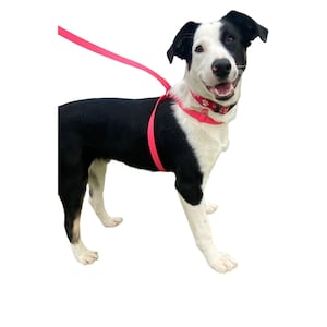 Biothane Waterproof Convertible Slip Dog Leash, Converts Into a No Pull Harness or a Head Halter!